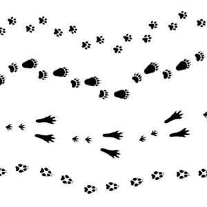 Empreintes des animaux (jeu bambin)