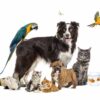 Imagiers animaux