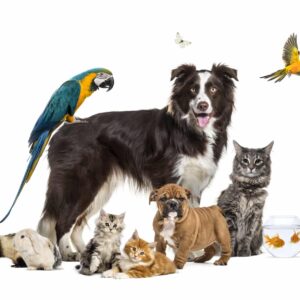 Imagiers animaux