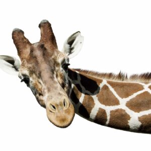 Autour des animaux (bambin 18 mois et plus)